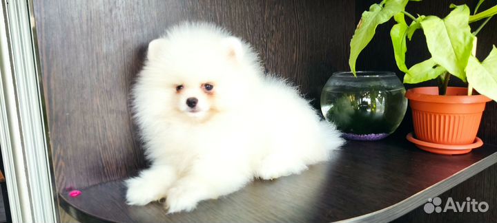 Девочки шпиц