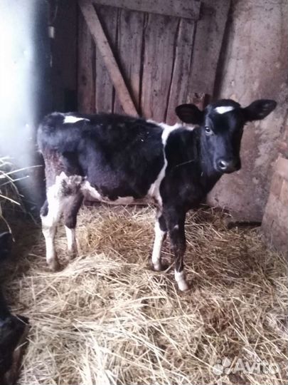 Бычки 4,5мес
