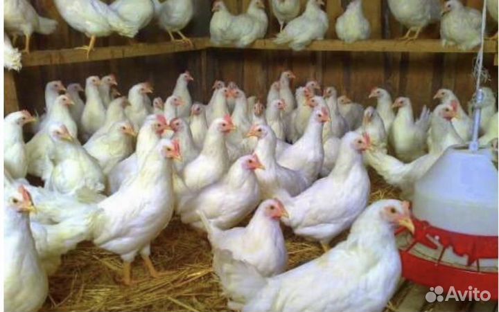 Куры молодки несушки почти 3 месяца