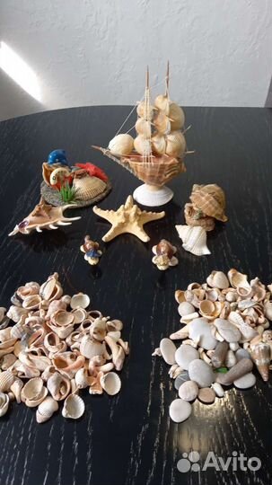 Морские ракушки раковины