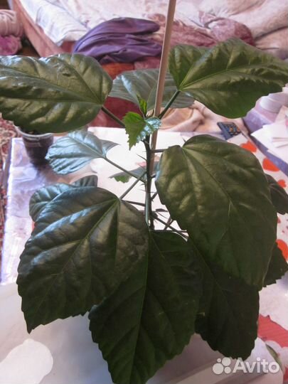 Красивоцветущие комнатные цветы