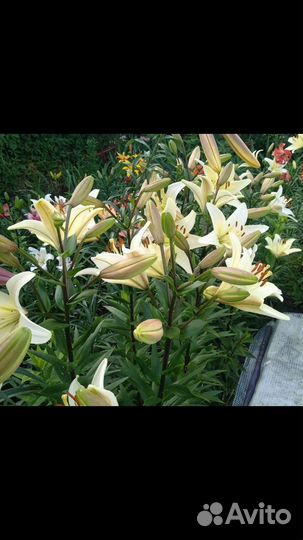 Ирисы, лилии, лилейники, бадан, хосты и другие