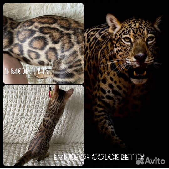 Бенгальские котята