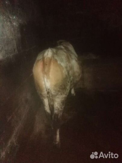 Быки на мясо