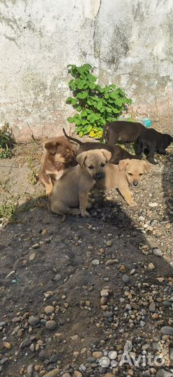 Щенки в добрые руки