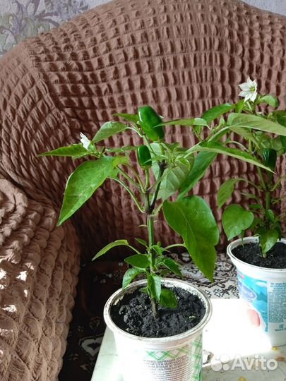 Рассада острого перца