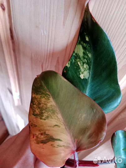 Филодендрон Red Emerald var