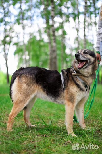 Пегас в семью