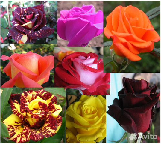 Саженцы роз пос. Цветы Кубани