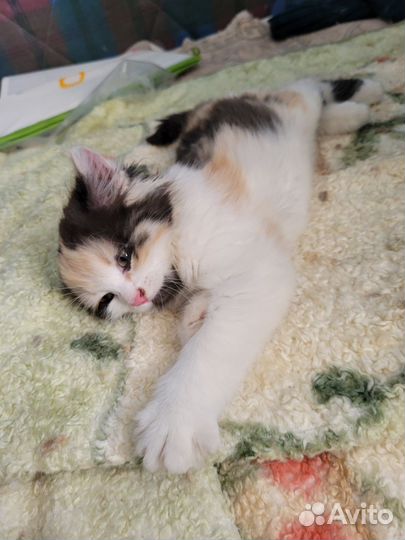 Котенок девочка 1.5 месяца