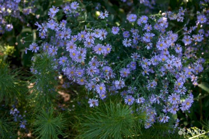 Многолетники Астра кустарниковая Блю Бёрд