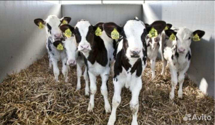 Бычки телята