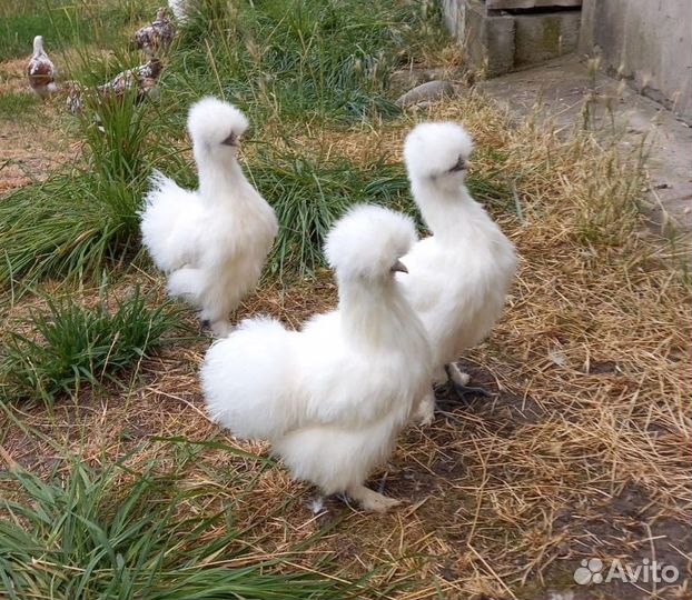 Китайские шелковые цыплята