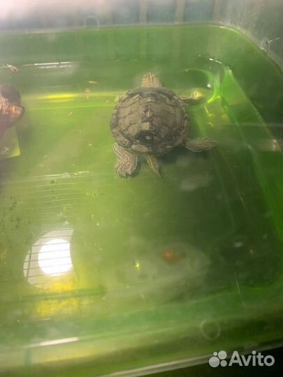 Водяная черепаха