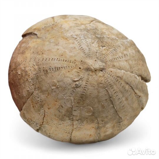 Морской ёж Echinocorys, Крым / Окаменелости