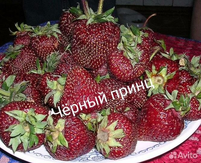 Клубника Вивара. Жасмин.Лапчатка.Севок