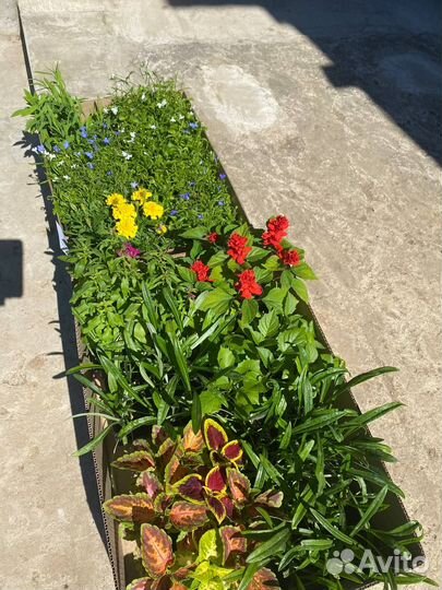 Рассада цветов