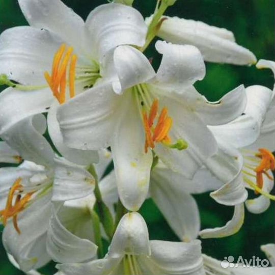 Лечебная лилия Кандидум