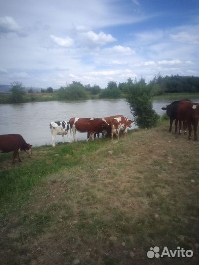 Бычки и телки