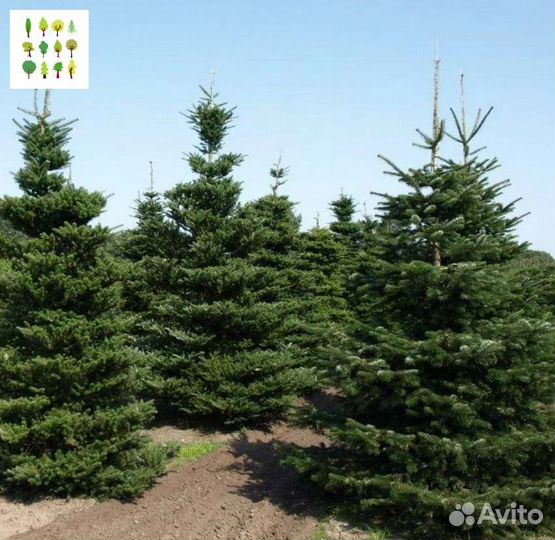 Крупномеры ели опт