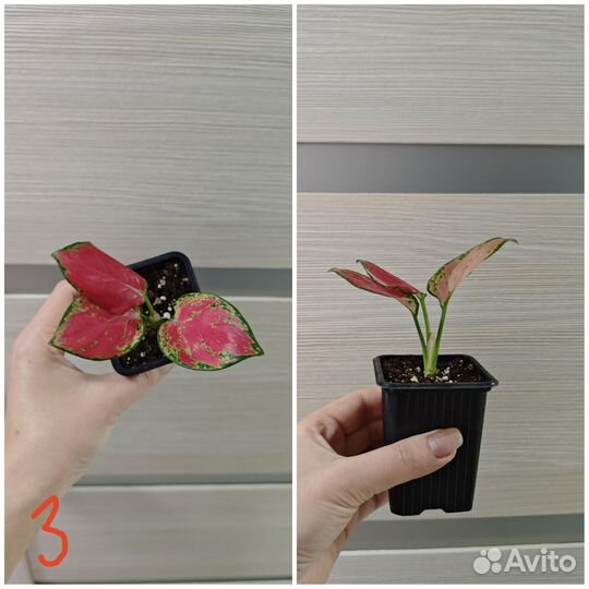 Аглаонемы(детки). Филодендроны (детки)