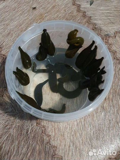 Сытая пиявка Пиявки для рыбалки