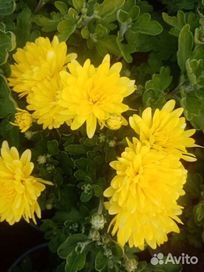 Хризантема корейская