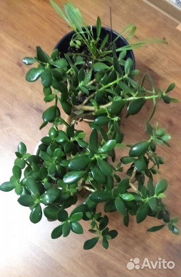 Красивое денежное деревце