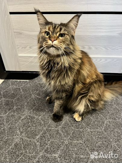 Кошка мейкун
