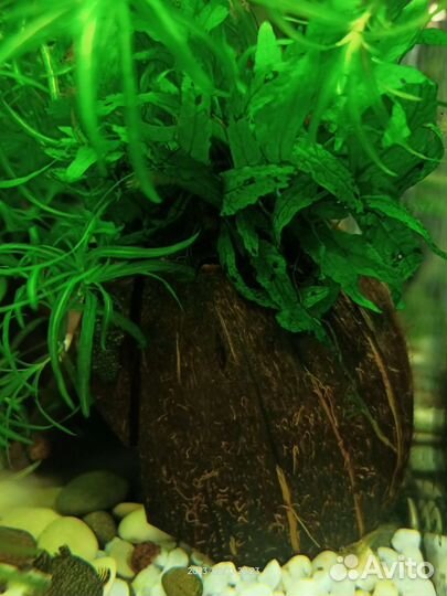 Скорлупа кокоса для аквариума