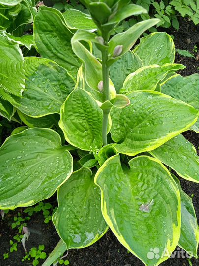 Хосты 20 видов