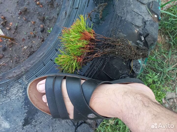 Саженцы ель