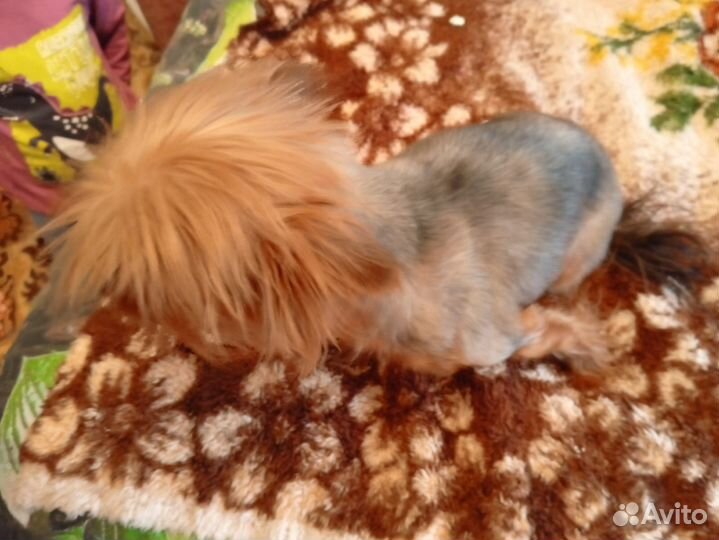 Собака в добрые руки отдам бесплатно