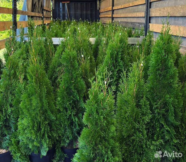 Туя Туи Смарагд 100-120см