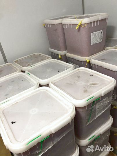 Икра Кеты опт