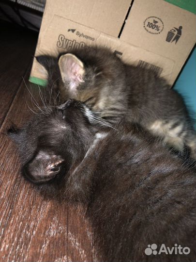 Котята норвежская лесная