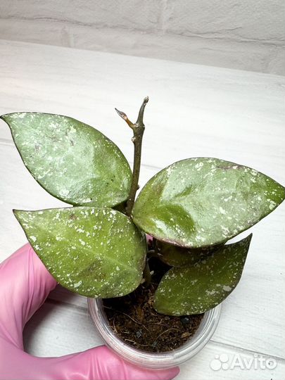 Хойя Nabawanensis