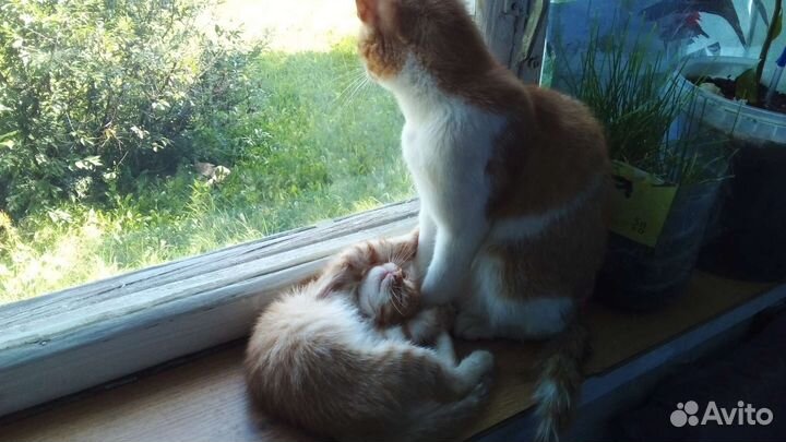 Котёнок девочка