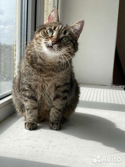 Ласковая кошка в добрые руки