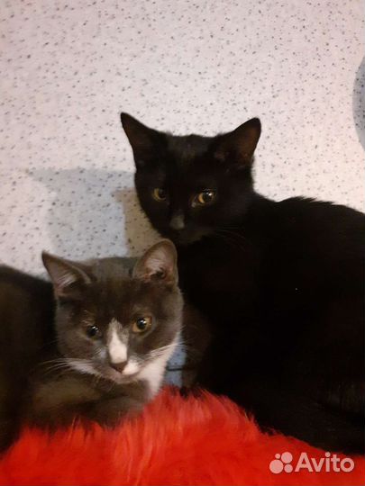 Кошка в дар бесплатно