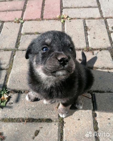 Щенки дворняги