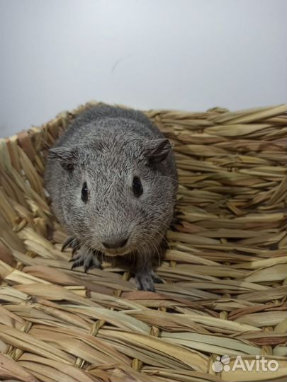Морские свинки Гладкая