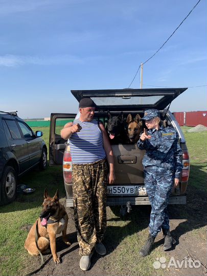 Кинолог, дрессировка собак, коррекция поведения