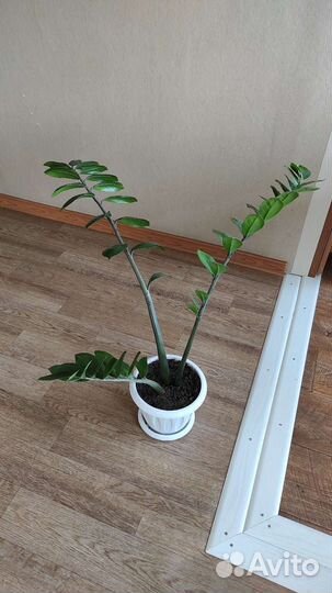 Замиокулькас