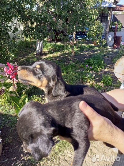 Щенки ягдтерьера