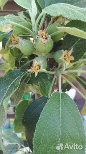 Яблоня колоновидная (5 лет)