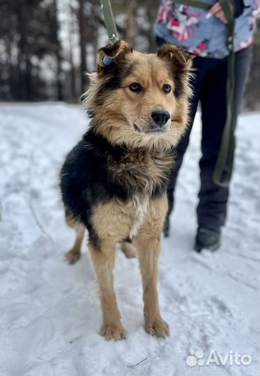 Собака Линда девочка