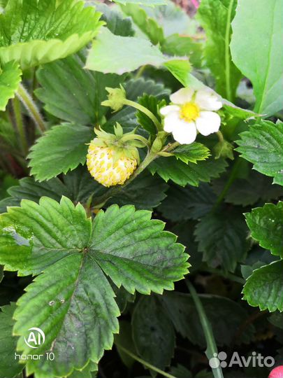 Земляника белая