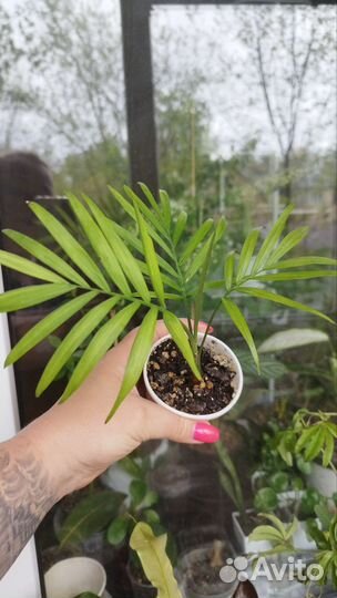 Хамедорея пальма