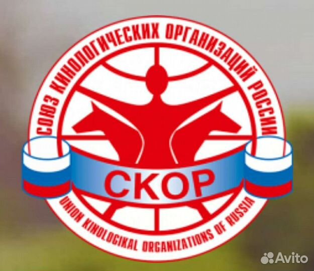 Клуб собаководства.Обмен документов